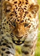 Amur Leopard